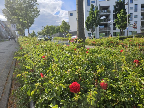 프랑크푸르트시 외곽 리드베르크 지역의 화단. 이 거리는 붉은 장미로 조성됐다. 다른 거리는 백장미로.(사진=김재훈 기자) 