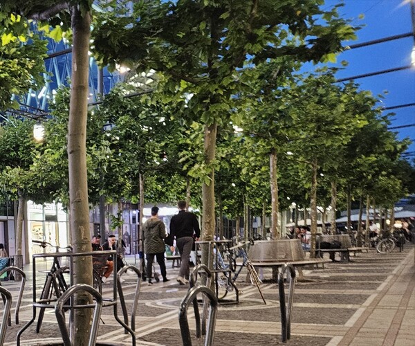프랑크푸르트 시내 상점가. 나무를 높이 자라지 않도록 하면서 대신 넓은 면적에 그늘을 드리울 수 있도록 관리하고 있다.(사진=김재훈 기자) 
