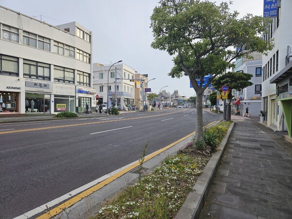 제주시 원도심의 가로수. 심어둔 나무를 품을 여유가 없는 화단의 사이즈를 보라. 그래도 나무를 심어뒀으니 만족해야 할까. 좌측 인도의 식수대의 가로수는 비어둔 지 오래다. 반복해서 말하지만 가로수 관리 측면에서 보자면 제주도는 옹졸하다. 이 표현 말고는 다른 말이 떠오르지 않는다.(사진=김재훈 기자)