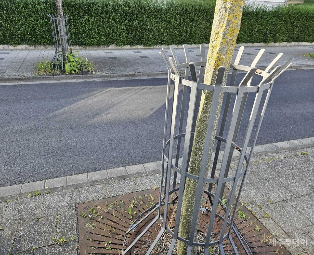 프랑크푸르트 외곽 리드베르크 지역의 가로수. (사진=김재훈 기자)