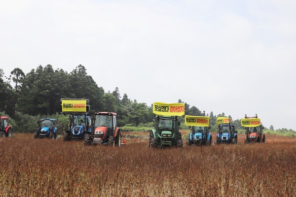 전국농민회총연맹 제주도연맹 소속 농민들은 5일 서귀포시 안덕면 동광리 소재 메밀밭에서 트랙터 7대를 동원, 1ha 규모 밭을 갈아 엎었다. (사진=박지희 기자)