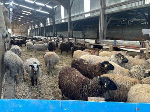 자드 내에서 키워지고 있는 양들의 모습(사진=김현지)