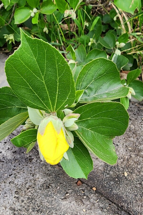 노랑무궁화, 황근. (사진=송기남)