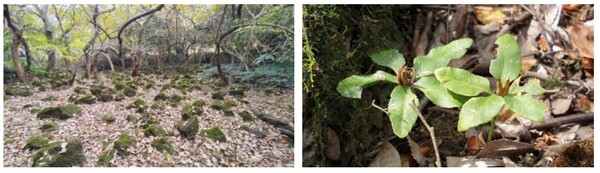 본 사업 시설계획지 제주고사리삼 서식지 전경 및 제주고사리삼 근접사진(사진=김정순 제공)