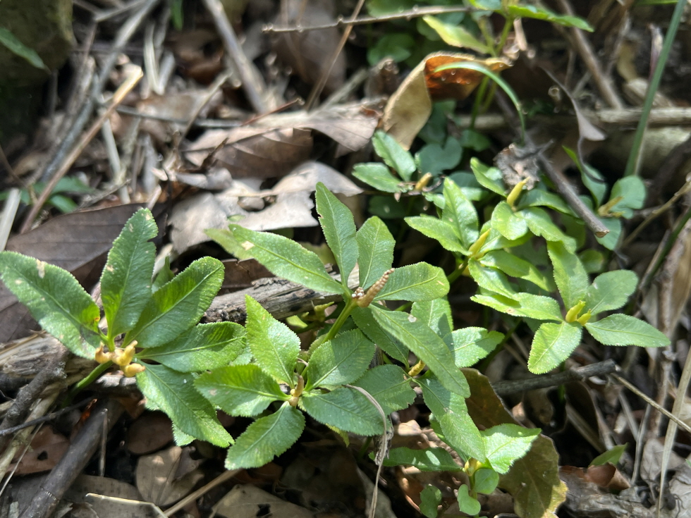 멸종위기야생생물 1급 제주고사리삼. (사진=곶자왈사람들 제공)
