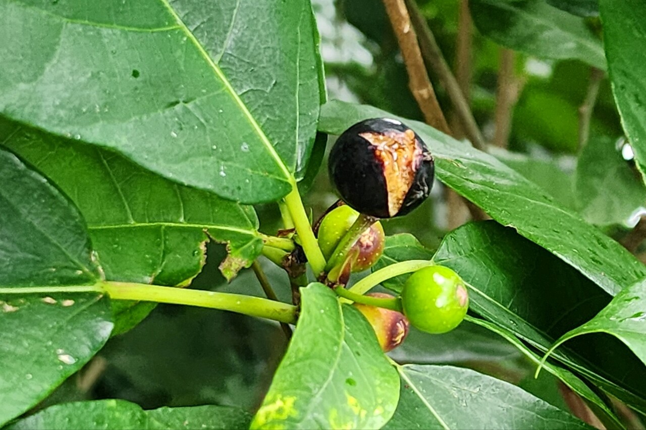 제주어로 '빈독낭'으로 불리는 천선과나무. (사진=송기남)