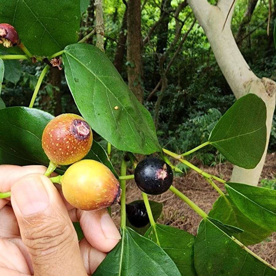 제주어로 '빈독낭'으로 불리는 천선과나무.  (사진=송기남)