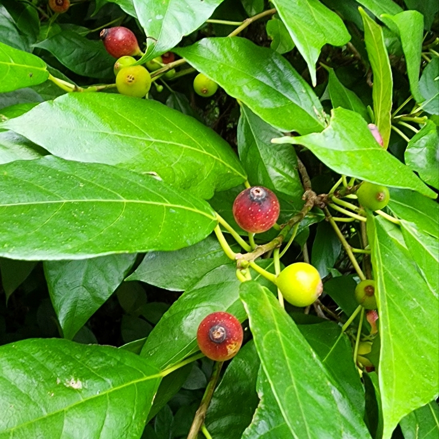제주어로 '빈독낭'으로 불리는 천선과나무.  (사진=송기남)