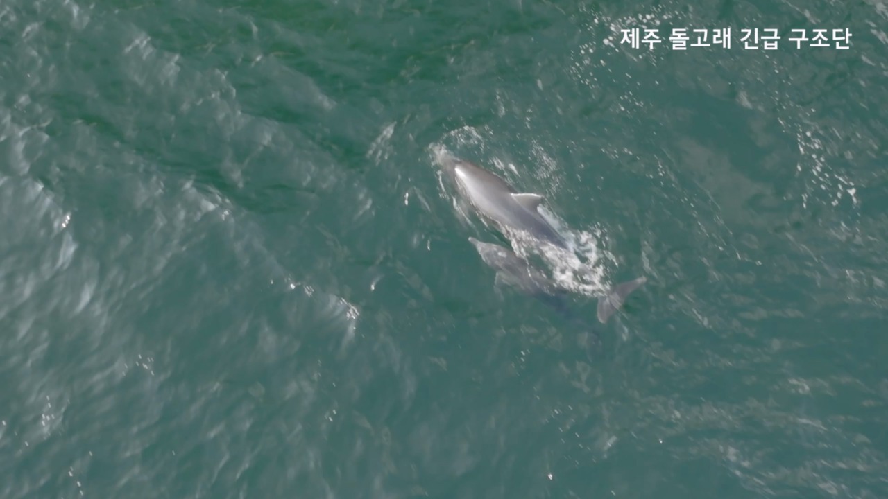 지난 16일 몸통에 얽혀 있던 낚싯줄이 절단된 이후 종달이가 엄마 돌고래와 함께 제주 서귀포시 대정읍 앞바다에서 활발하게 유영하고 있다. (사진=제주돌고래긴급구조단 제공)