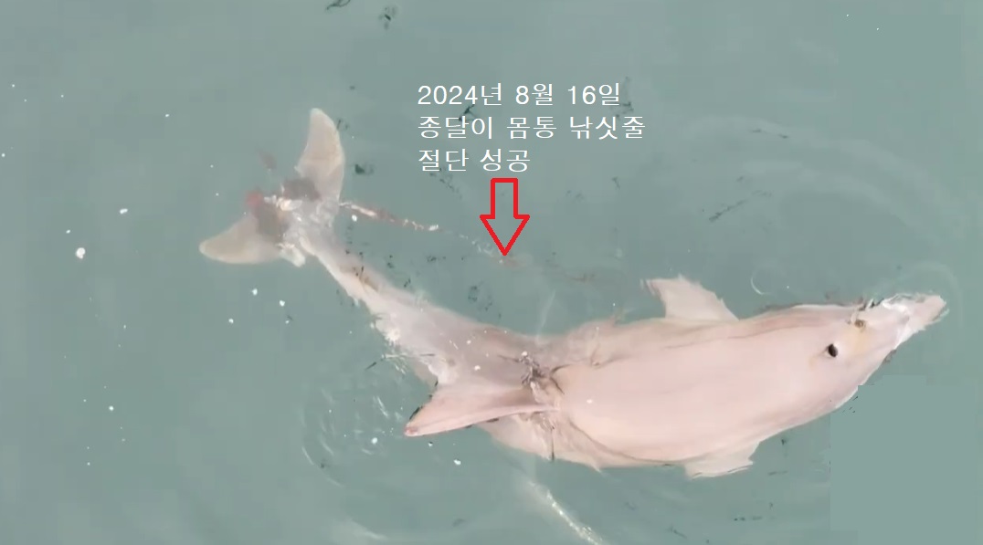 지난해 11월 제주 바다에서 발견된 어린 남방큰돌고래 종달이는 부리에서부터 몸통을 지나 꼬리까지 낚싯줄에 걸려 있었다. 제주돌고래 긴급구조단은 1월29일 꼬리지느러미에 늘어져 있던 낚싯줄 제거 이후, 지난 16일 몸통 낚싯줄 절단에 성공했다. (사진=제주돌고래 긴급구조단 제공)