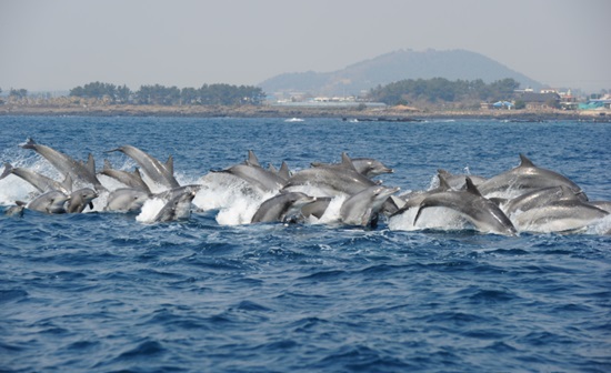 제주연안에 안정적으로 정착하고 있는 남방큰돌고래 무리 모습.(사진=국립수산과학원 고래연구소 제공)
