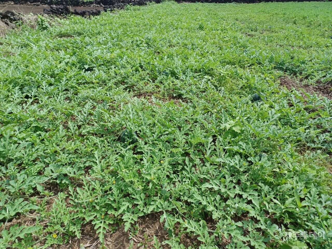 정식하고 두 달이 지난 수박밭의 모습. 올해는 이런 모습을 볼 수 없었다. (사진=김연주 제공)