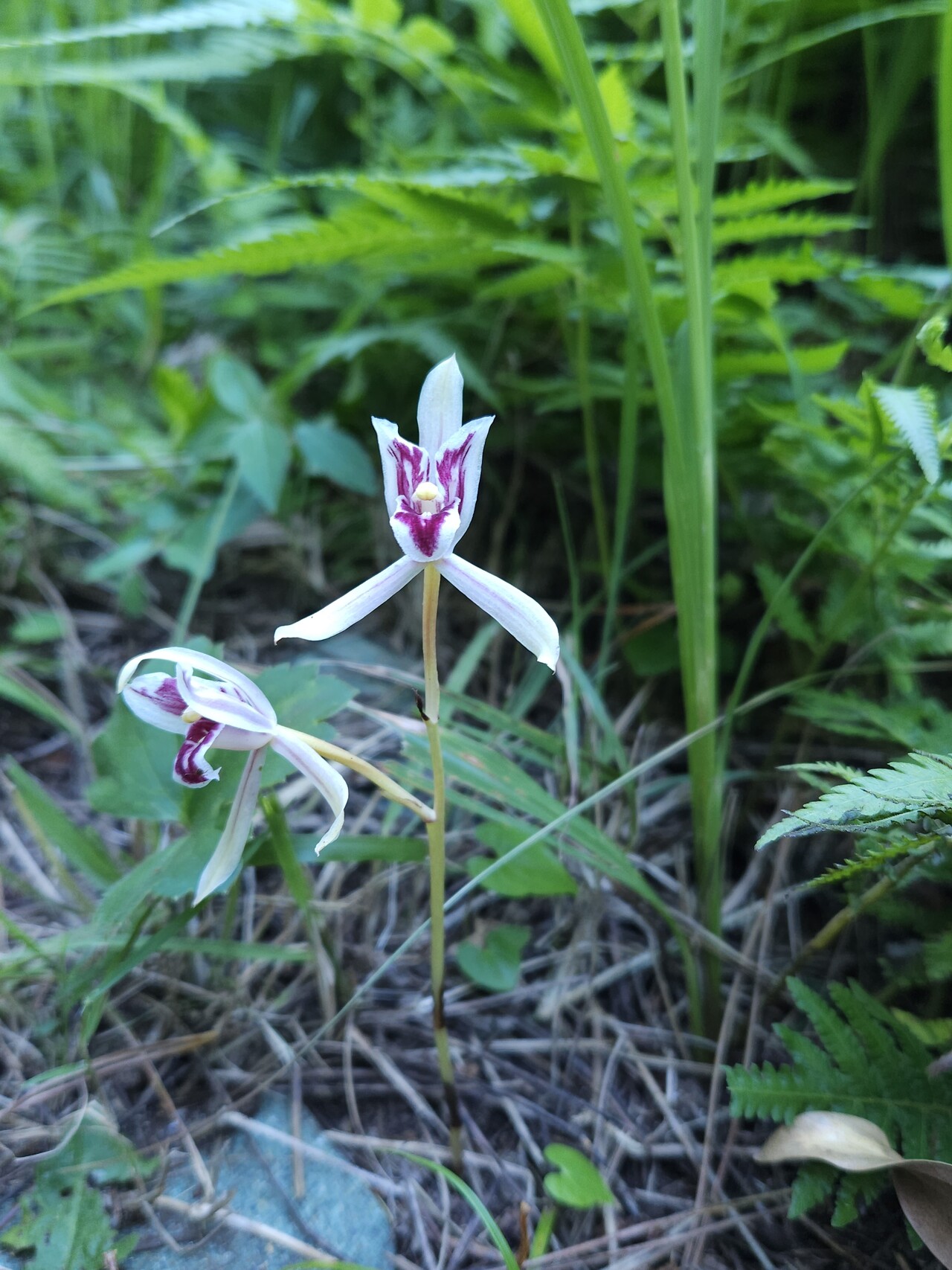 멸종위기 야생생물 2급 대흥란이 지난달 제2공항 예정 부지에서 발견됐다. (사진=제주제2공항강행저지비상도민회의 제공)