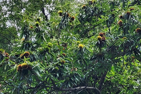 밤. (사진=송기남)