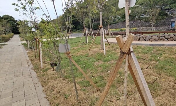 이팝나무 등이 묘목 간 간격을 충분히 확보하지 않고  식재된 상태다.(사진=김재훈 기자)
