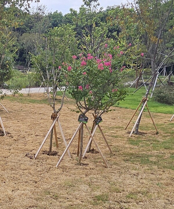 베롱나무 등이 간격을 충분히 확보하지 않고 식재돼 있다. 서로 생장을 방해할 수 있다.(사진=김재훈 기자)