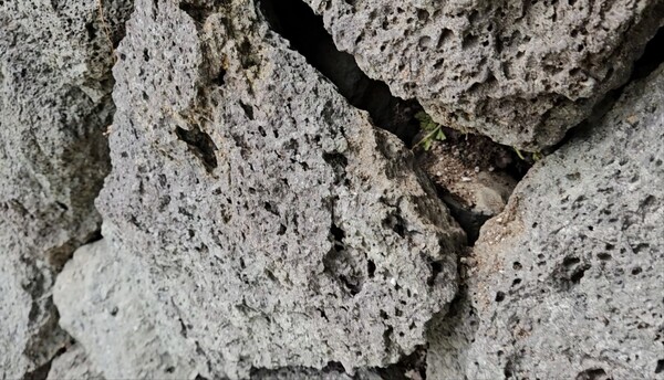 모다드렁숲 내 석축. 현무암 사이사이 손을 쑥 집어넣을 수 있을 정도로 성글게 조성돼 있다. 손으로 돌을 당기면 떨어질 것 같은 곳들도 보인다. (사진=김재훈 기자)