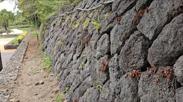 모다드렁숲 내 석축. 현무암 사이사이 손을 쑥 집어넣을 수 있을 정도로 성글게 조성돼 있다.(사진=김재훈 기자)