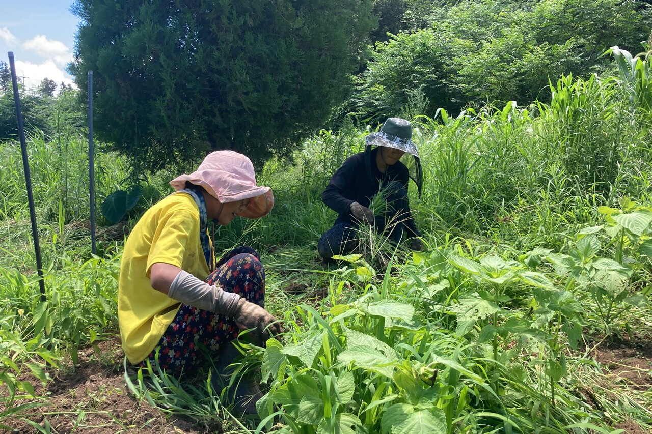 (사진=제주볍씨학교 제공)