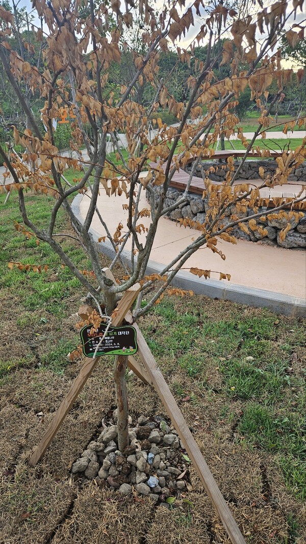 부모가 자식의 건강을 바라며 '건강하길 바랄게'라는 마음을 담아 식재한 배롱나무. 하지만 말라죽어가고 있다. (사진=김재훈 기자)