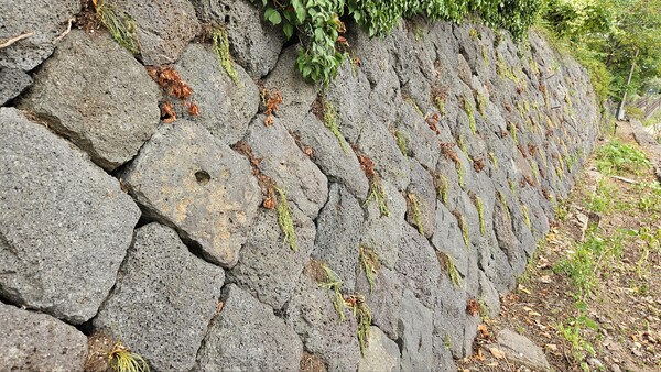 석축에 꽂아놓은 숫돌담고사리 등 식물들이 이미 죽었거나 시들어가고 가고 있다.(사진=김재훈 기자)