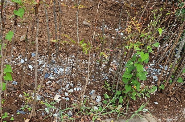 화초 식재 공간에 흩뿌려져 있는 잡석들. (사진=김재훈 기자)