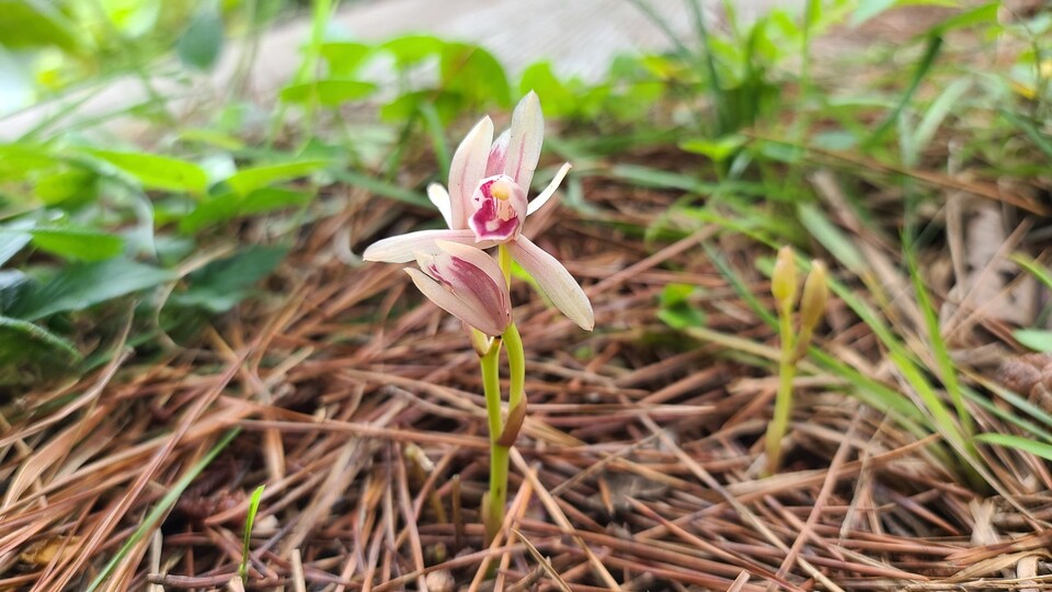 대흥란. (사진=제주투데이 DB)