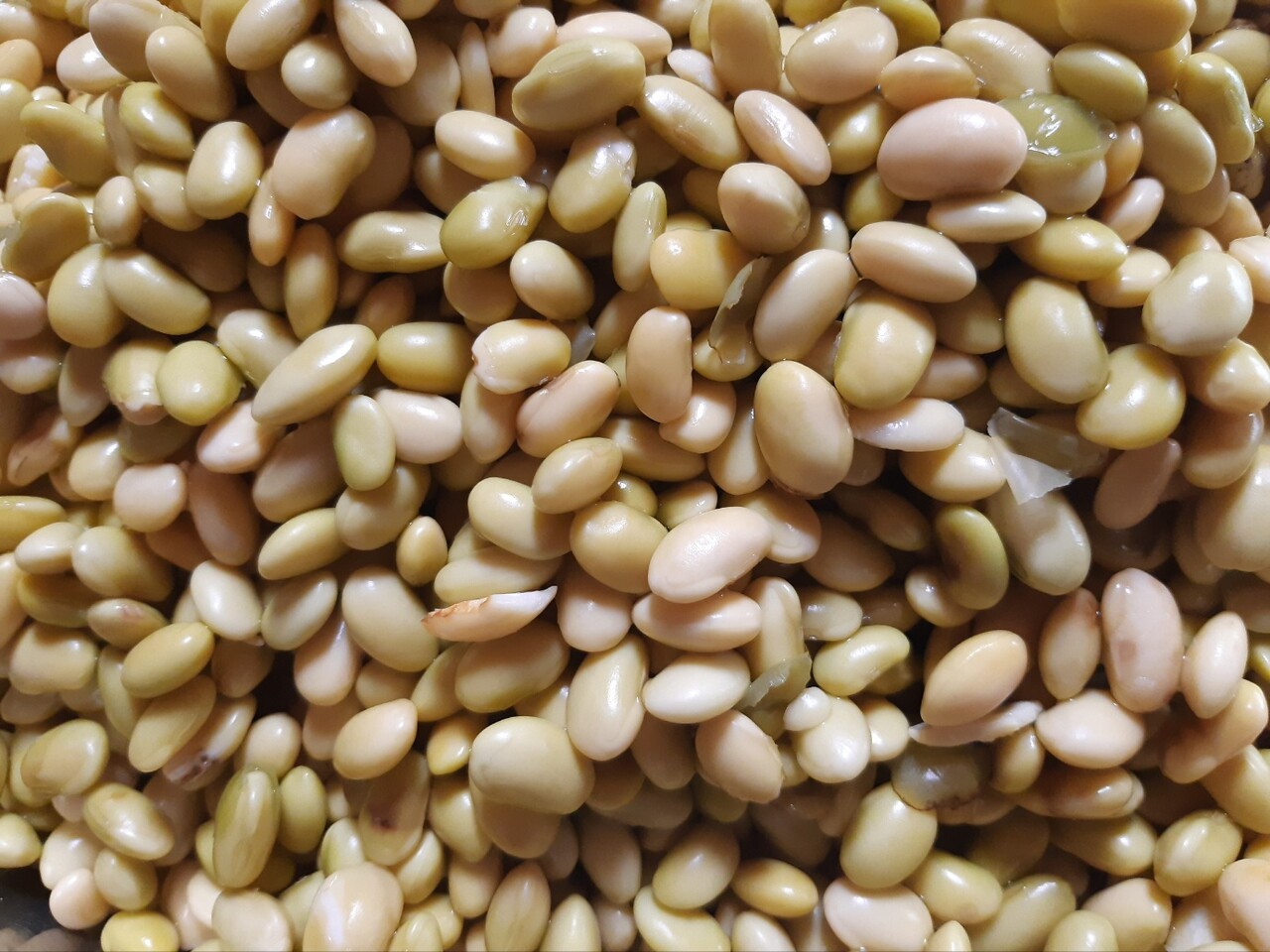 토종농민이 재배한 콩. (사진=김연주 제공)