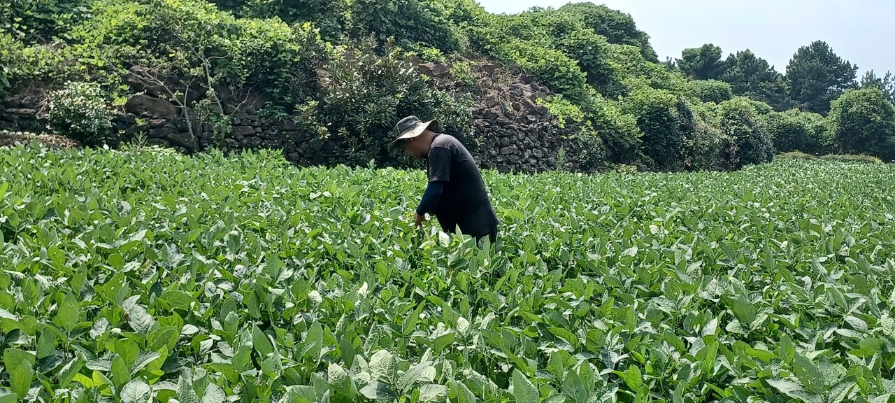 제주의 콩밭. (사진=김연주 제공)
