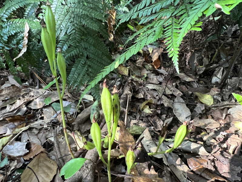 곶자왈에 자라난 멸종위기야생생물 2급 대흥란. (사진=곶자왈사람들 제공)