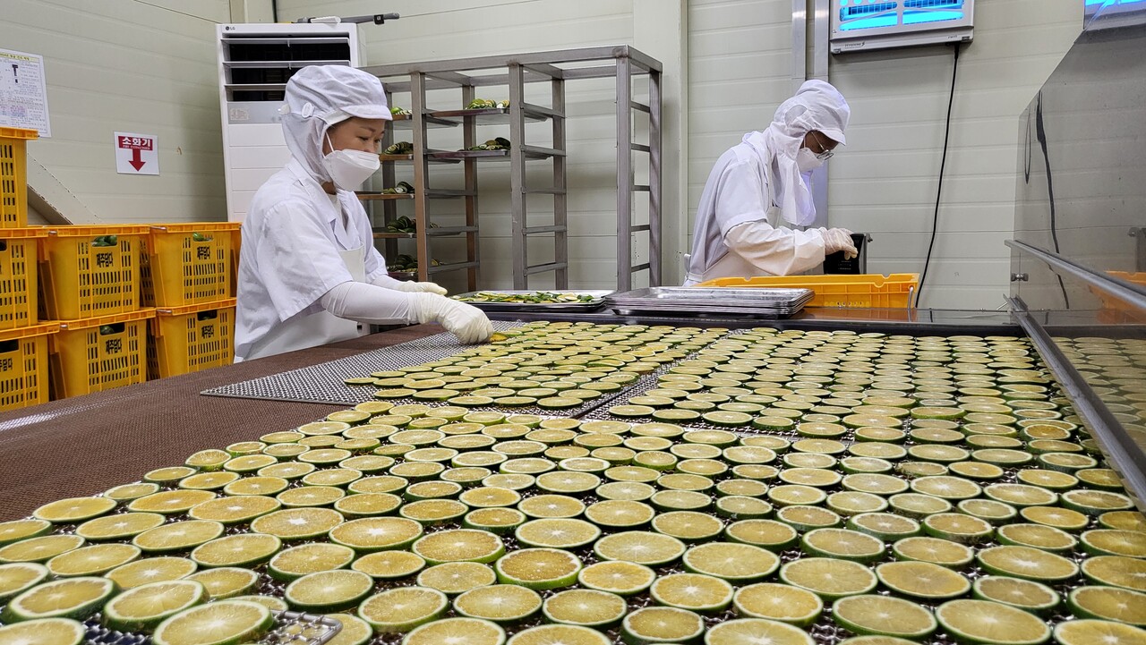 자활기업 제주담다에서 생산하는 풋귤차 원료에 쓰일 무농약 감귤. (사진=제주담다 제공)