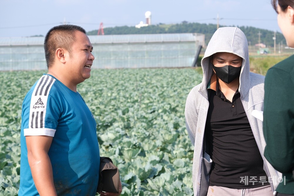 지난 8일 제주시 한경면 고산리 양배추밭에서 외국인 계절근로자 콴(quan, 30)씨와 다트(dat, 29)씨가 공공형 외국인 계절근로자 시행에 대해 설명하고 있다. (사진=박지희 기자)