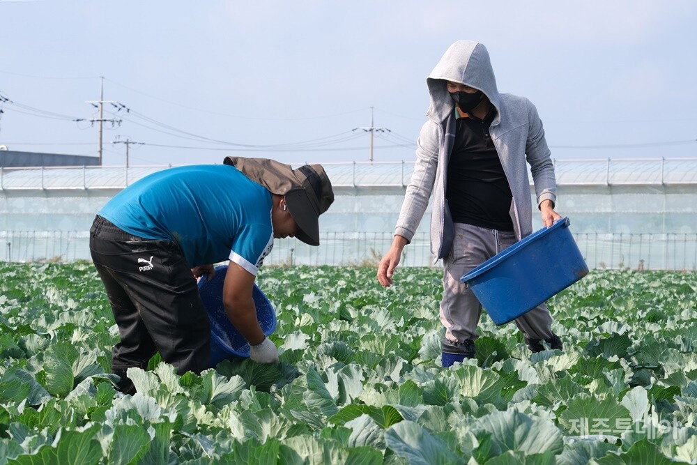 지난 8일 제주시 한경면 고산리 양배추밭에서 공공형 외국인 계절근로자 콴(quan, 30)씨와 다트(dat, 29)씨가 비료를 뿌리는 모습. (사진=박지희 기자)