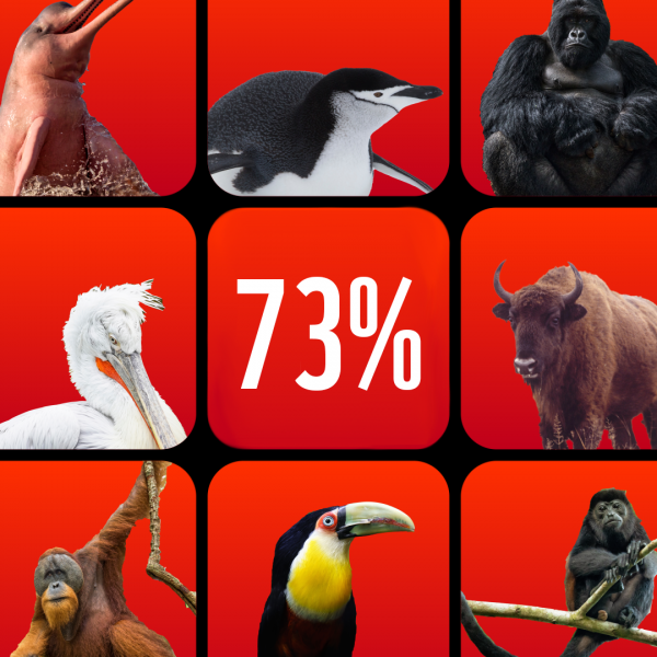 세계자연기금(WWF)이 지난 10일 발표한 '2024지구생명보고서'의 일부. 50년간 전 세계 야생 동물 개체군 규모가 73% 감소했다. (이미지=세계자연기금 홈페이지 갈무리)