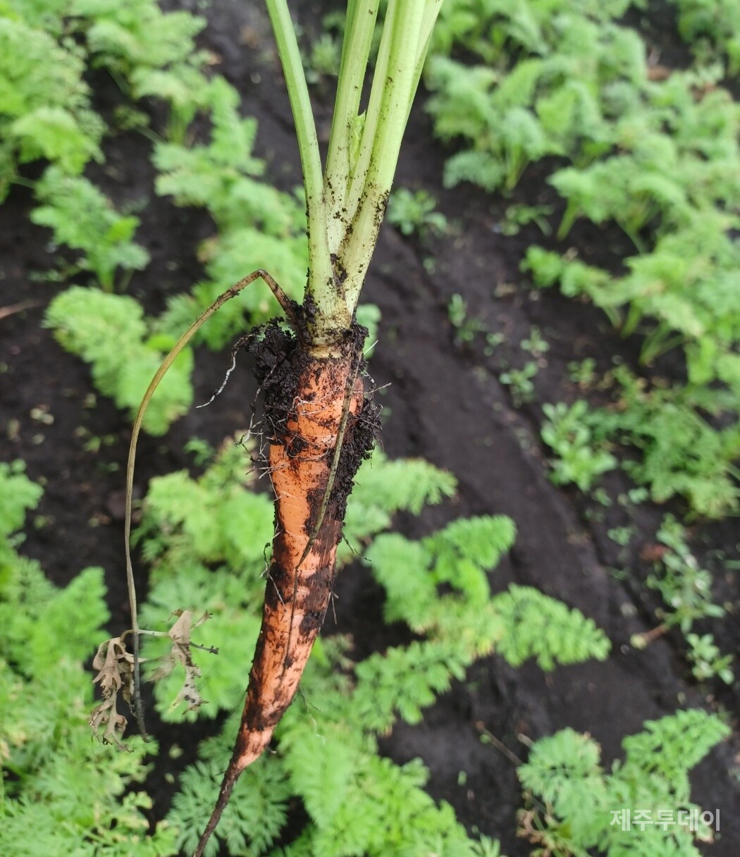 당근밭. (사진=김연주 제공)