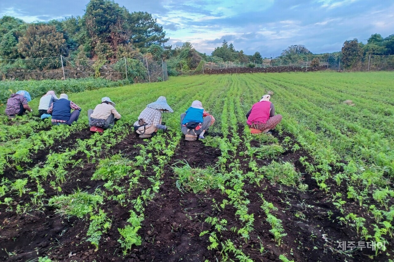 당근밭. (사진=김연주 제공)