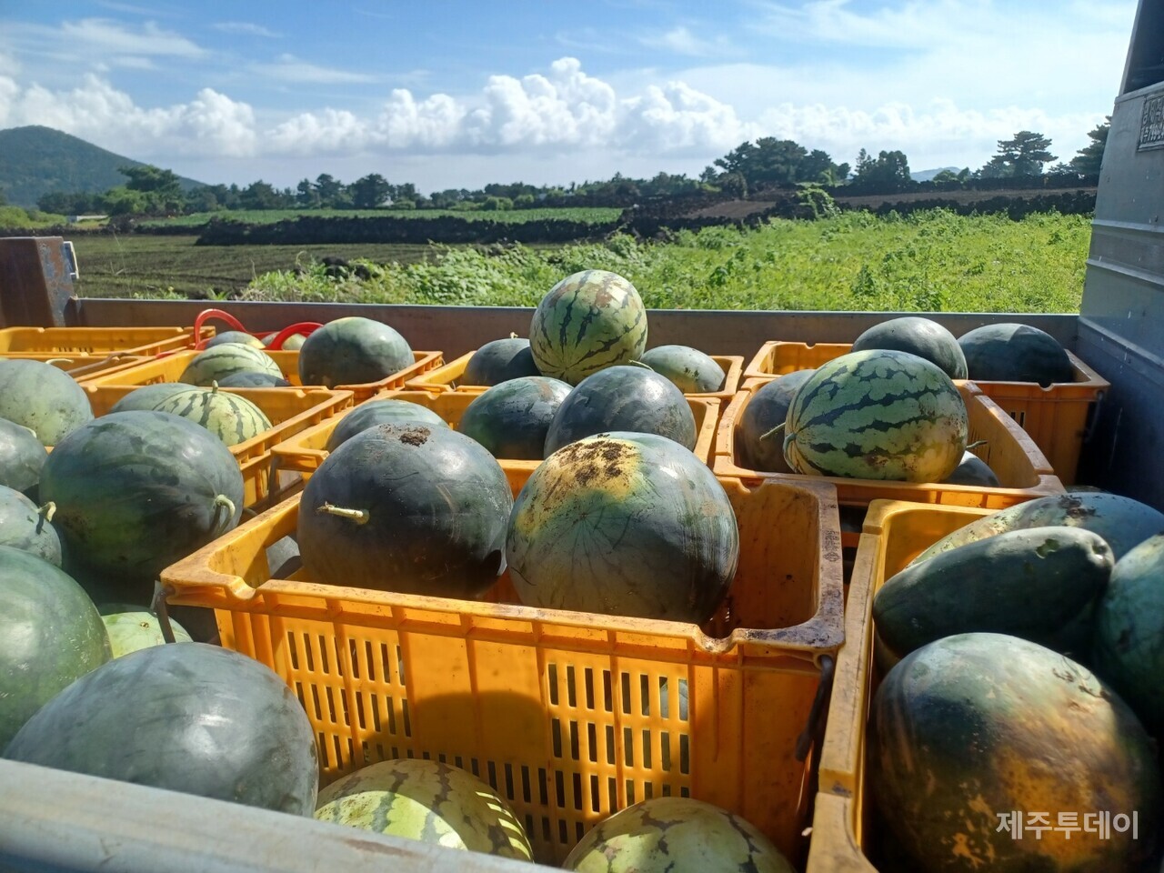수확된 수박들. (사진=김연주)