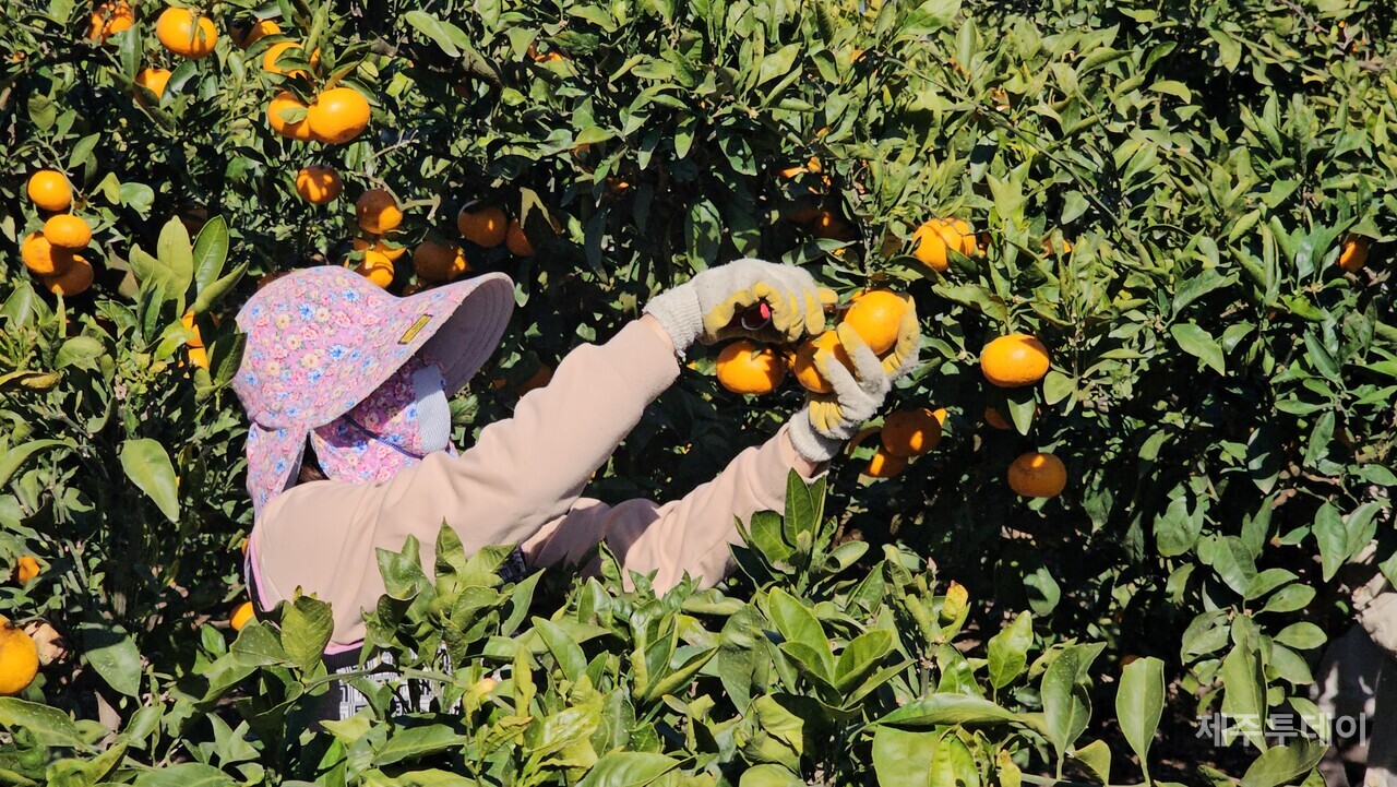 지난해 위미농협에 배치된 베트남 공공형 계절근로자. (사진=위미농협 제공)