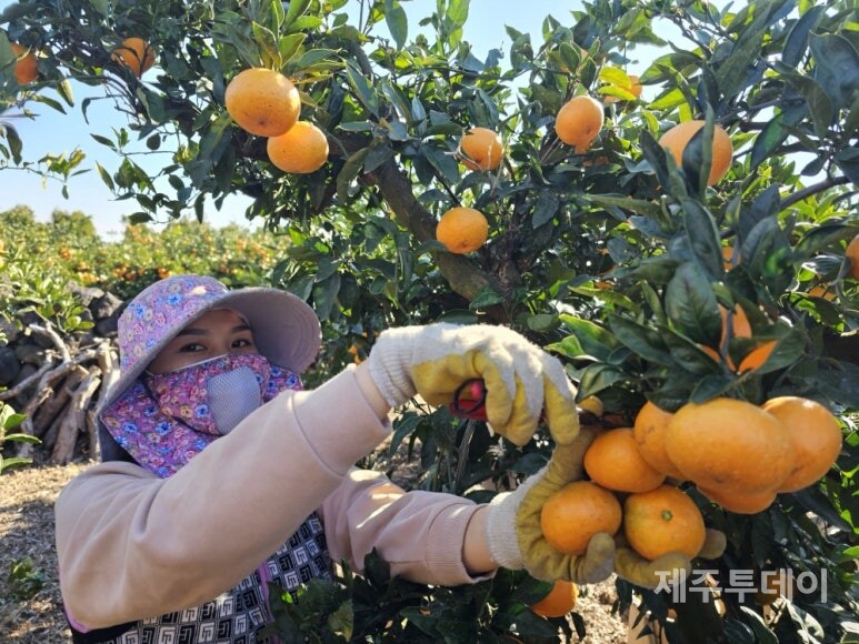 지난해 위미농협에 배치된 베트남 공공형 계절근로자. (사진=위미농협 제공)