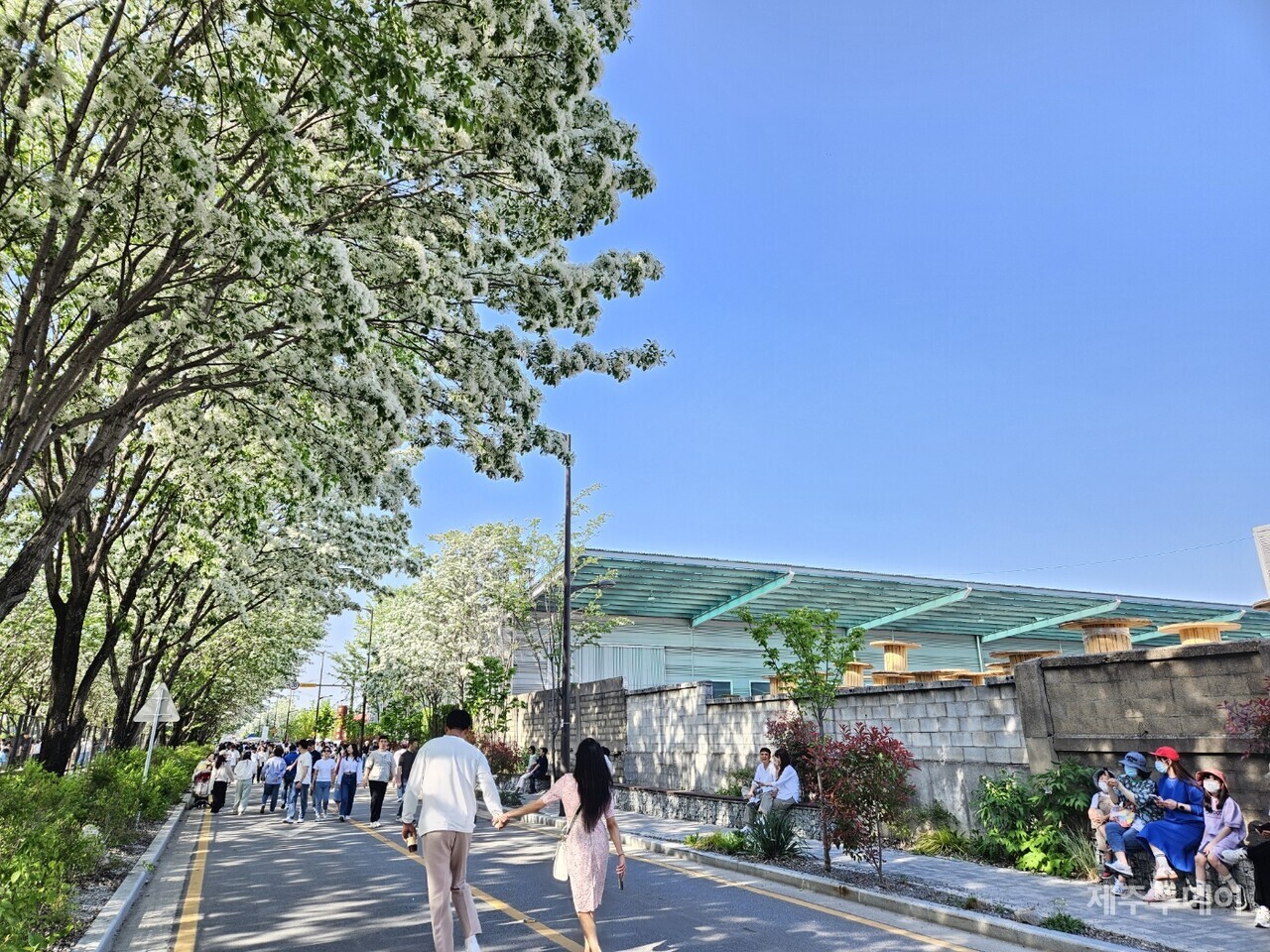 전국 각지에서 찾아온 관광객들이 팔복산업단지의 이팝나무 꽃길을 걷고 있다. 공장들이 빼곡한 지역이 연인들의 데이트 장소이자, 가족 나들이 공간이 되었다. (사진=김재훈 기자)