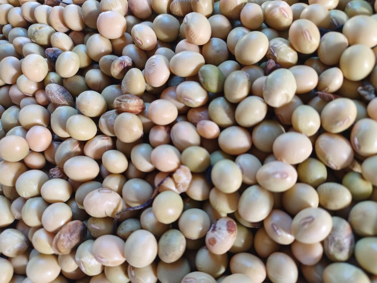 토종농민이 수확한 콩들. 알맹이 없이 껍질만 남은 쭉정이와 병든 콩들을 고르기 전이다. (사진=김연주 제공)