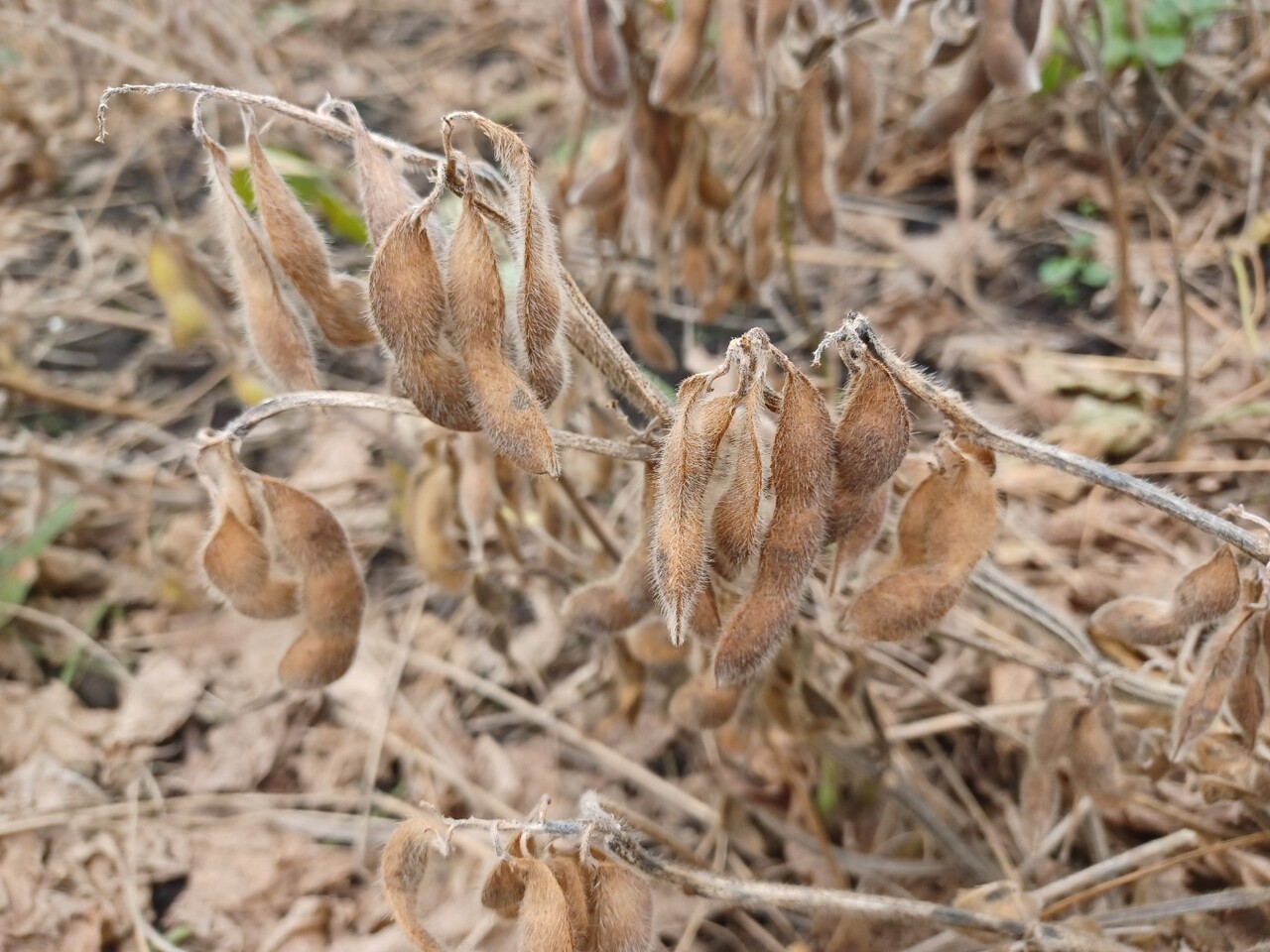 콩이 잘 여물었다. 태풍이 없어서 그나마 푸른독새기콩이 작황이 괜찮다. (사진=김연주 제공)
