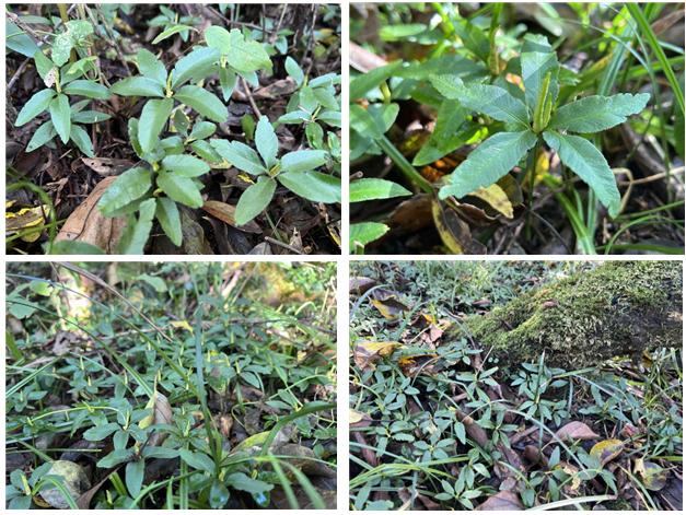 후보지 덕천리 일대에서 발견된 제주고사리삼. (사진=사단법인 곶자왈사람들 제공)