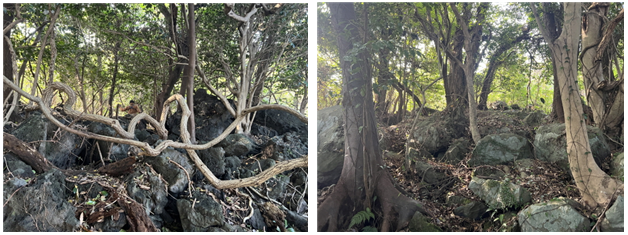 덕천리 일대 곶자왈 사진. (사진=사단법인 곶자왈사람들 제공)