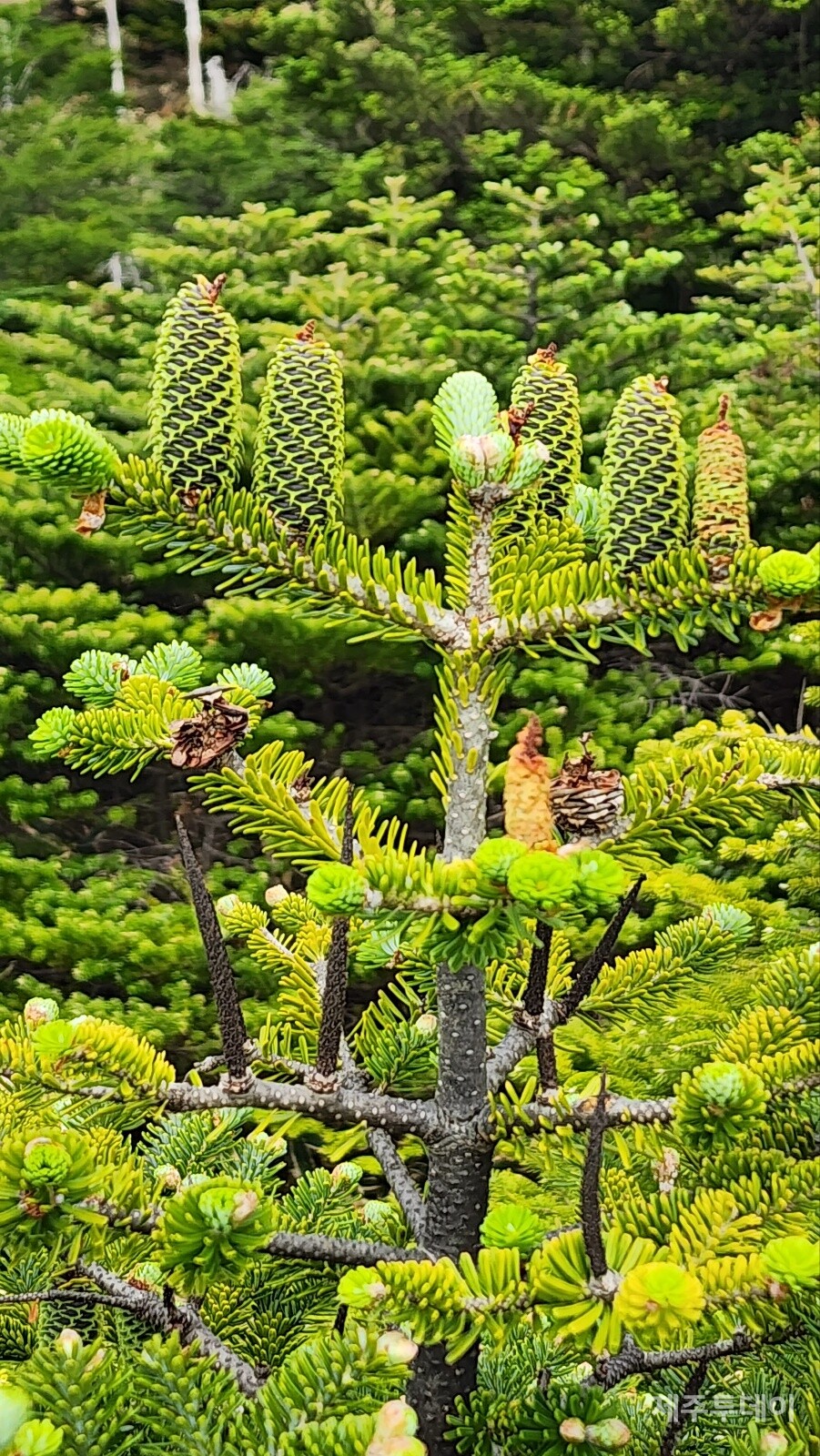 구상나무의 열매. (사진=송기남)