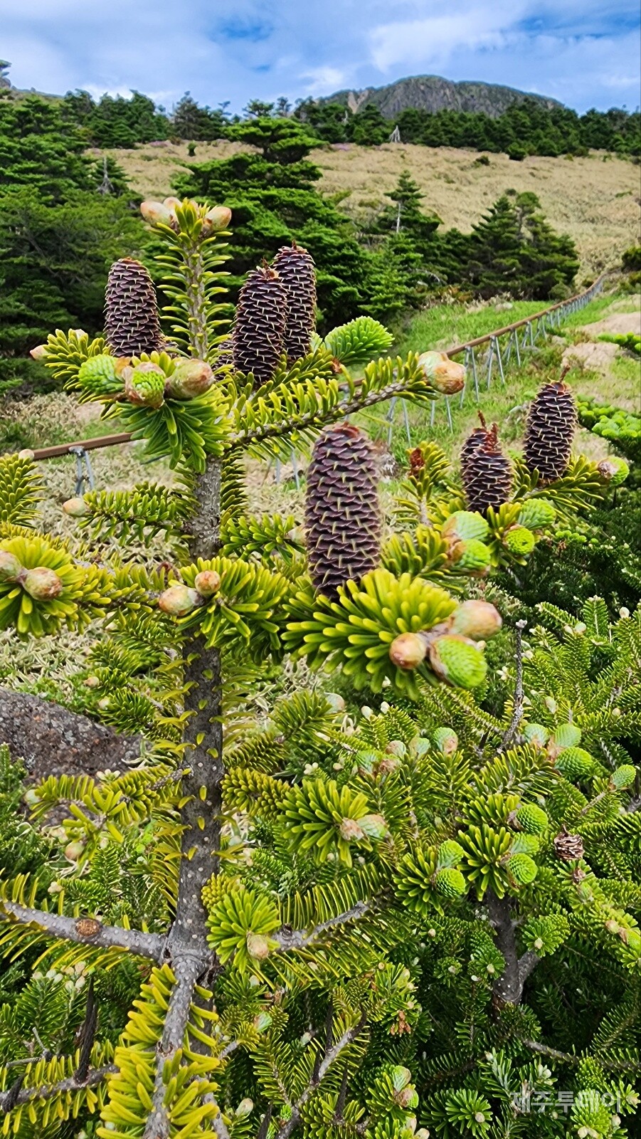 구상나무의 잎과 열매. (사진=송기남)