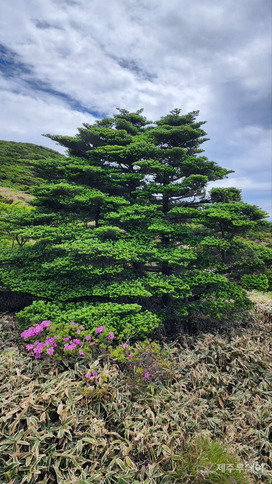 구상나무. (사진=송기남)