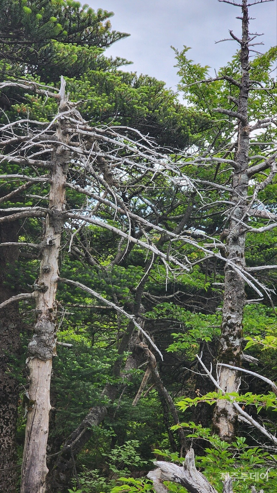 백골처럼 변한 구상나무. (사진=송기남)