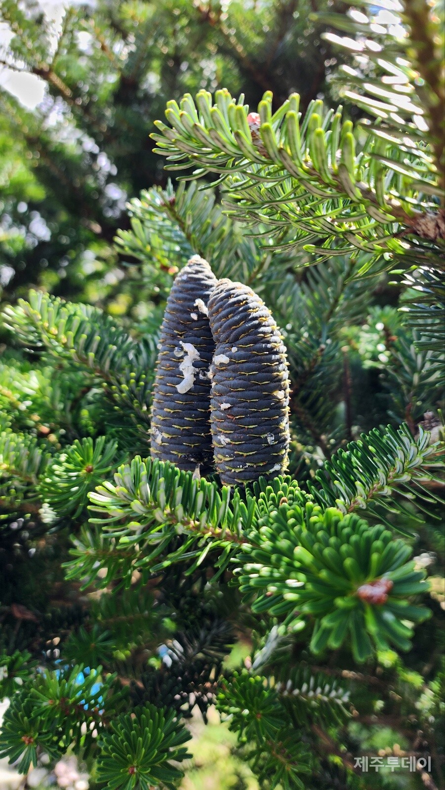 구상나무. (사진=송기남)