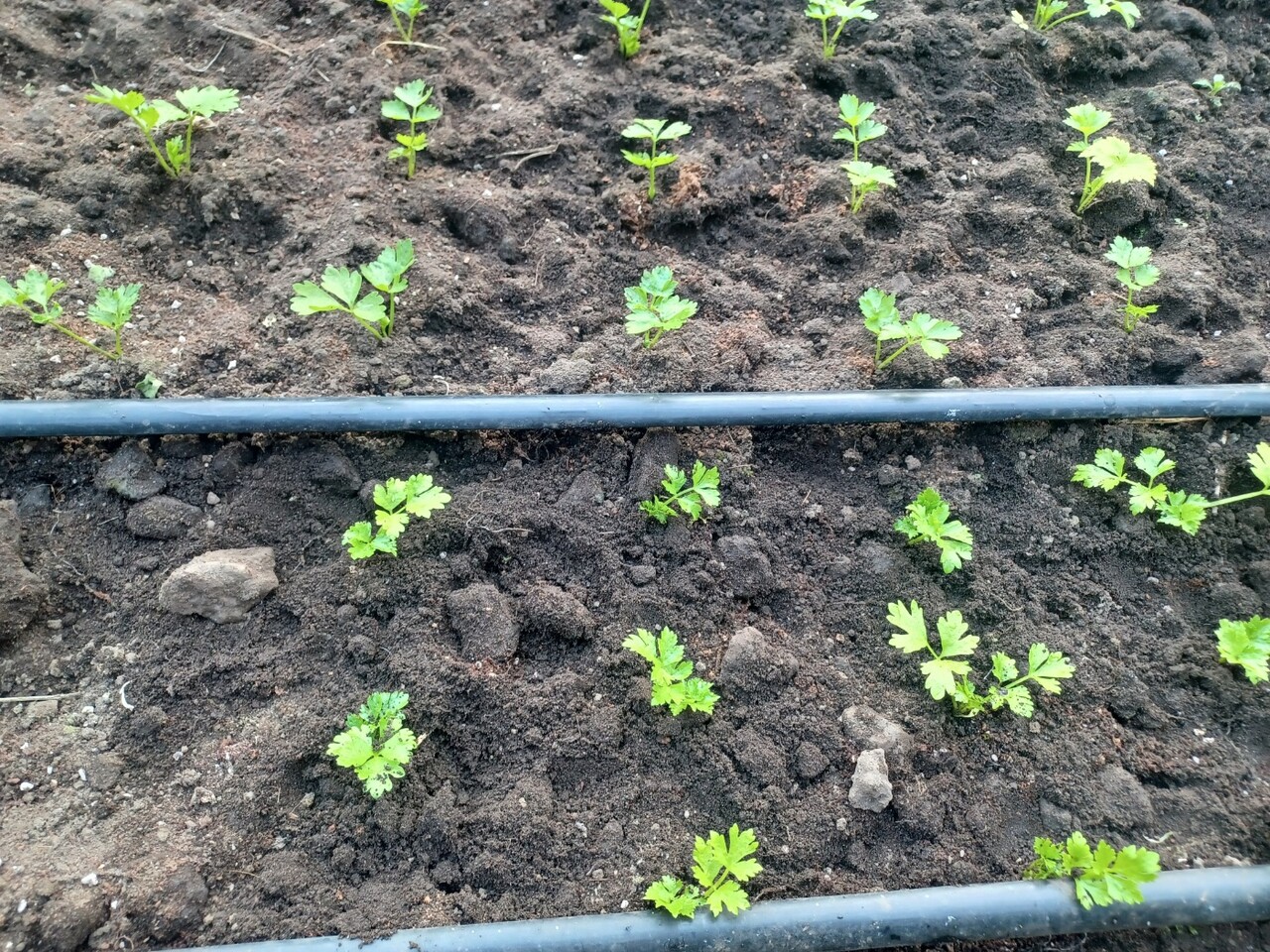 비닐멀칭을 하지않고 모종을 심습니다 점적호수로 물만 정기적으로 줍니다. (사진=김연주)